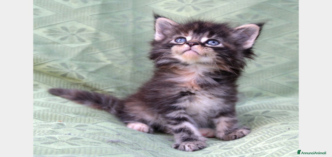 Immagine della galleria {{count}}