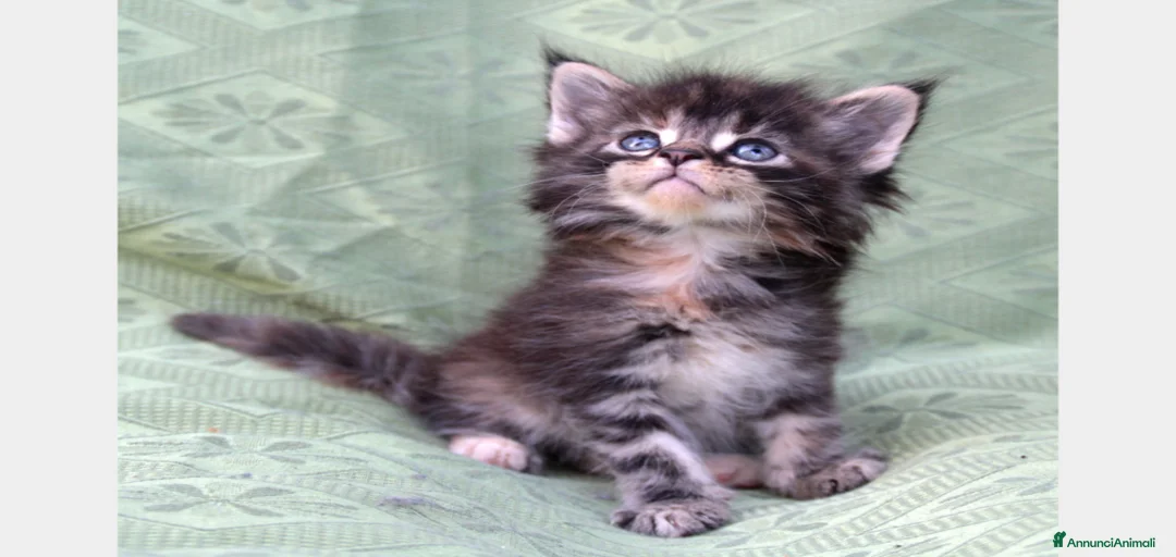 Immagine della galleria {{count}}