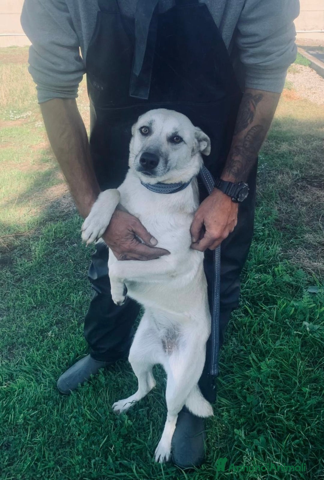 Meticcio cani in regalo: Keila una lupetta dolcissima  - Annuncio 4