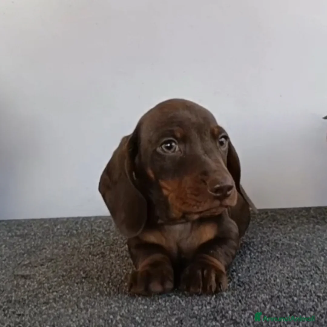 Bassotto cani in vendita: Bassottino maschio con Pedigree Enci - Annuncio 1