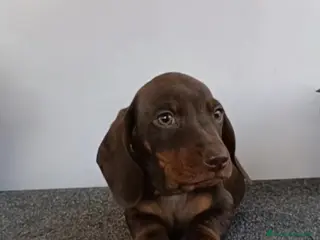 Bassotto cani Bassottino maschio con Pedigree Enci - Annuncio 5