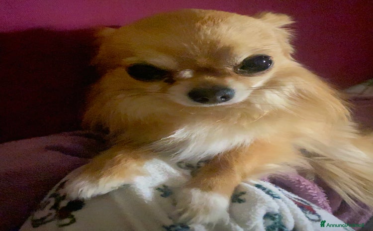 Chihuahua cani a Provincia di Sassari - Annuncio 1