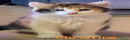 Europeo gatti in regalo: CHRISTINE   GATTINA PELO LUNGO  - Annuncio 3