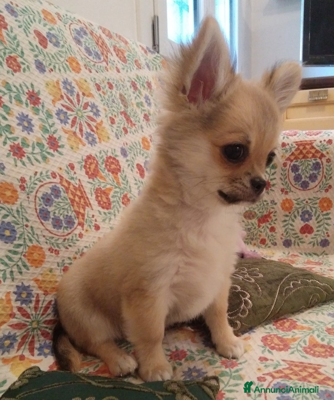 Chihuahua cani in vendita: Chihuahua maschio a pelo lungo con Pedegree  - Annuncio 1