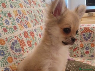 Chihuahua cani Chihuahua maschio a pelo lungo con Pedegree - Annuncio 38