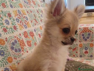 Chihuahua cani Chihuahua maschio a pelo lungo con Pedegree - Annuncio 22