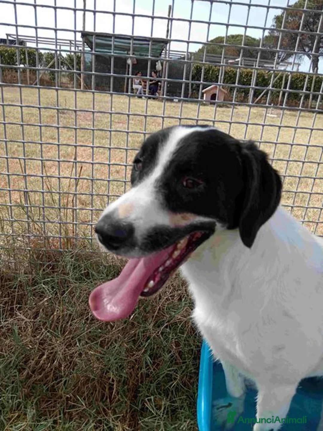 Meticcio cani in regalo: Antony, simil beagle - in adozione a Provincia di Latina - Annuncio 5