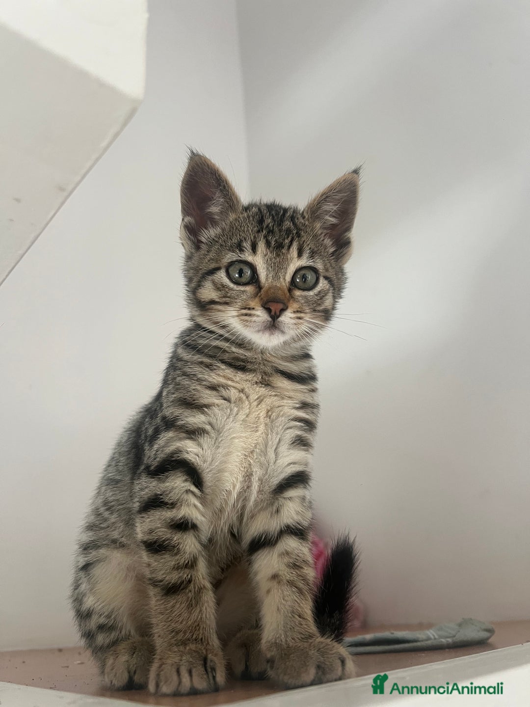 Savannah gatti in vendita: Cucciola di Savannah F5 - Annuncio 7