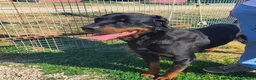 Rottweiler cani in regalo: ADAMO, splendido Rottweiler - Annuncio 4