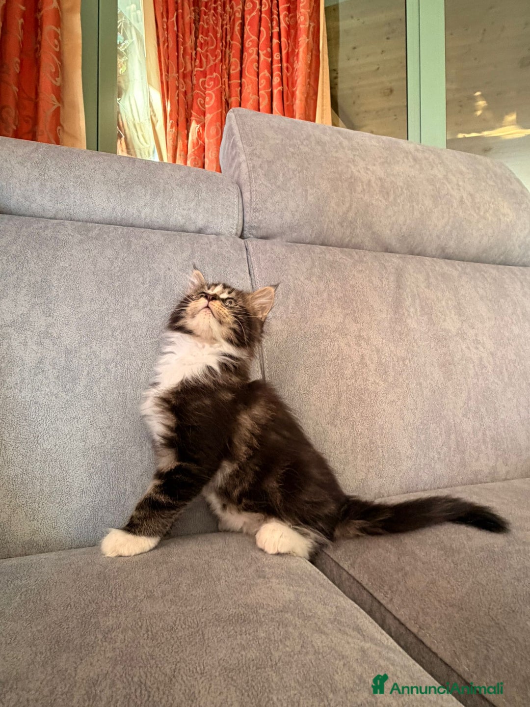 Maine Coon gatti in vendita: Cuccioli Maine Coon  - Immagine 8