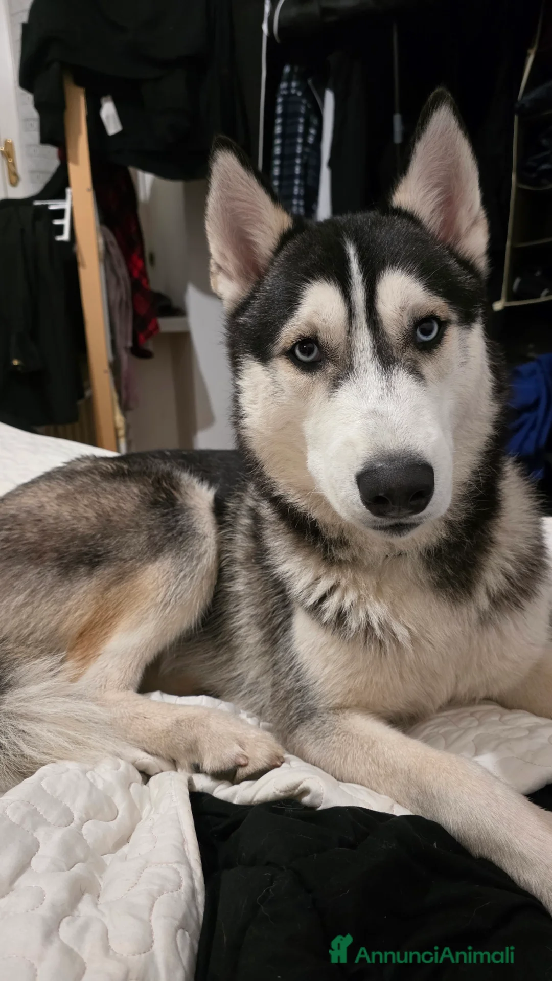 Husky cani in regalo: Husky siberian a Provincia autonoma di Trento - Annuncio 1
