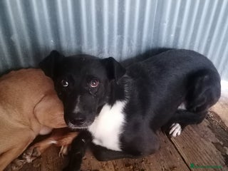 Labrador cani Labrador Mix a Provincia di Rovigo - Annuncio 31
