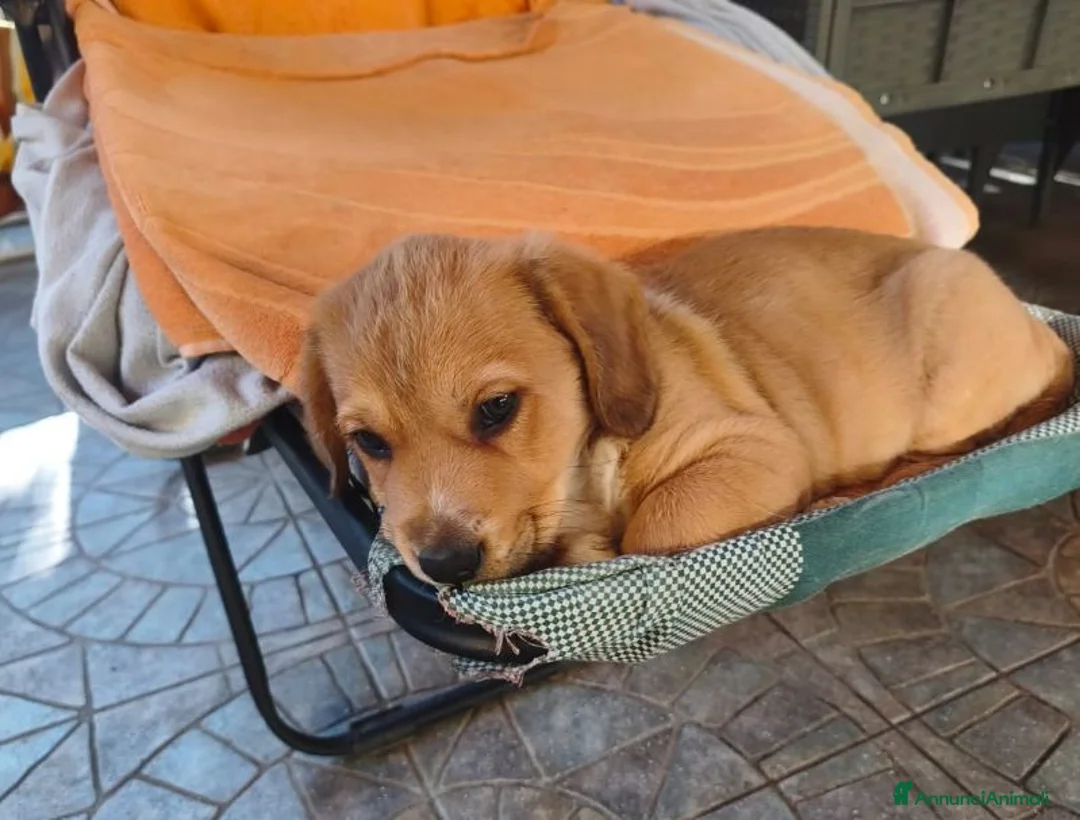 Meticcio cani in regalo: BAO tenerissimo cucciolotto - Annuncio 5