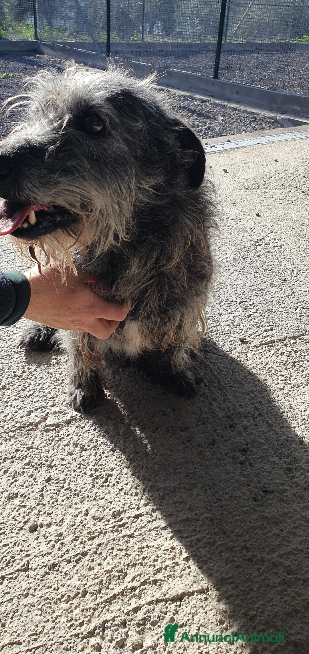 Schnauzer cani in regalo: Billy, Schnauzer in Canile - Annuncio 3