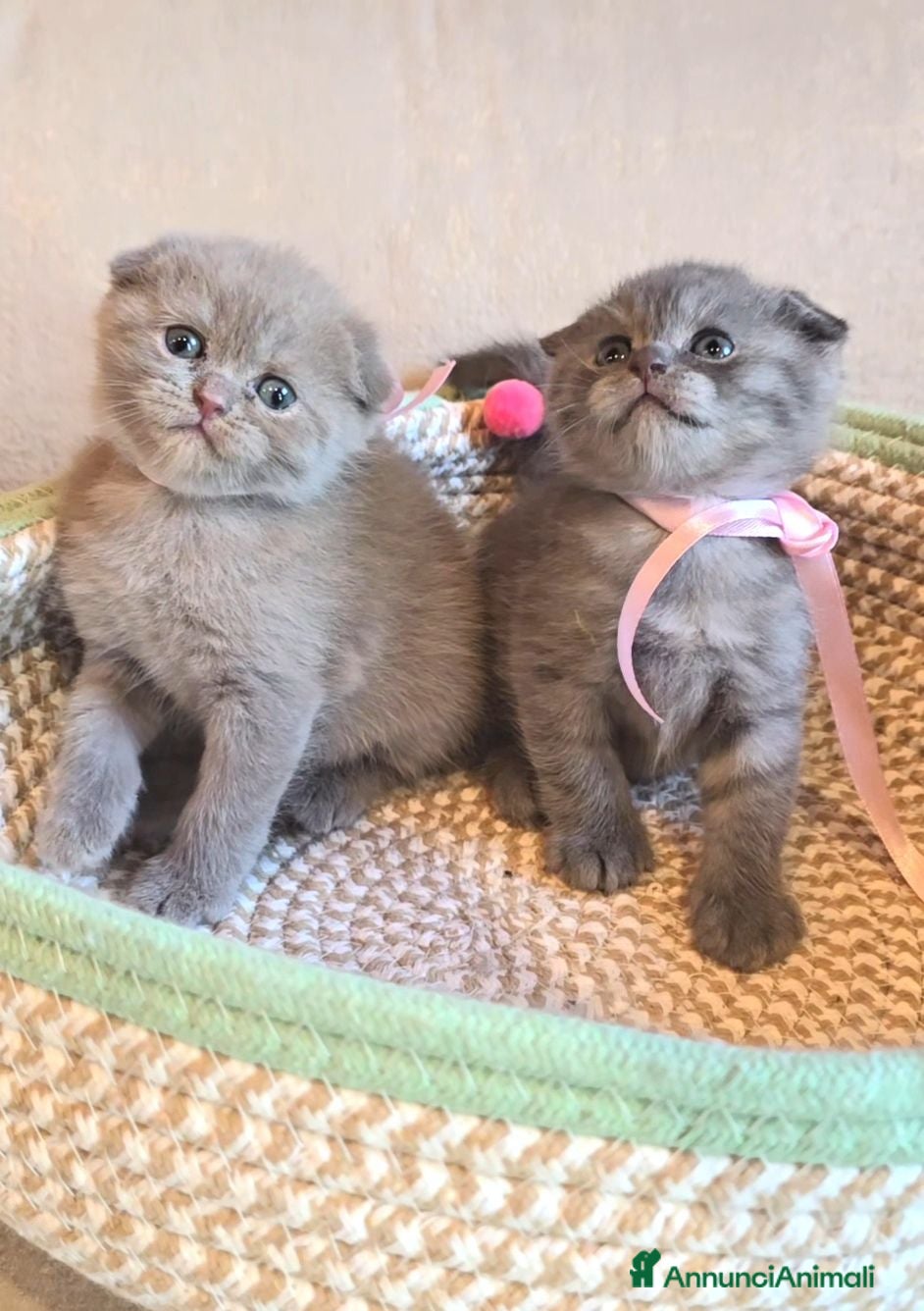 Scottish gatti Cuccioli scottish fold e straight  - Annuncio 1