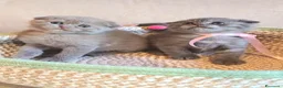 Scottish gatti in vendita: Cuccioli scottish fold e straight  - Annuncio 1