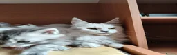 Maine Coon gatti in vendita: Cucciola Maine Coon silver - Annuncio 4