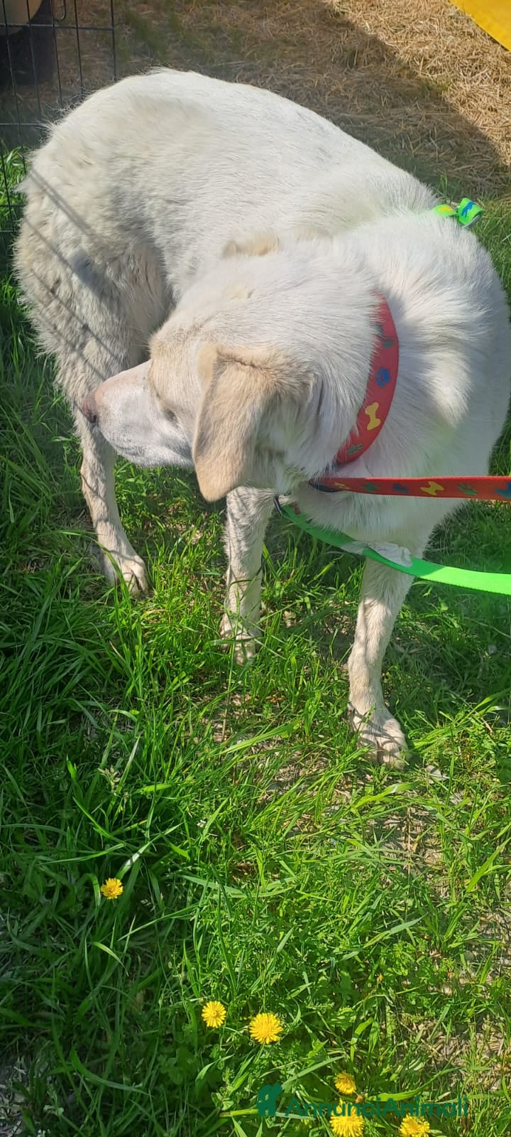 Meticcio cani MOLLY  - Annuncio 2