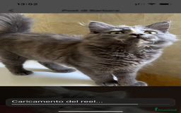 Siberiano gatti in vendita: Gatti siberiani  a Provincia di Biella - Immagine 22