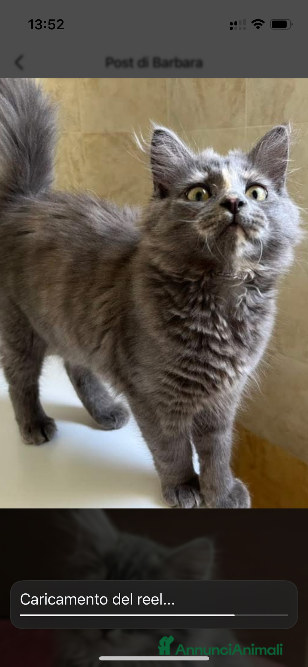 Siberiano gatti in vendita: Gatti siberiani  a Provincia di Biella - Immagine 22