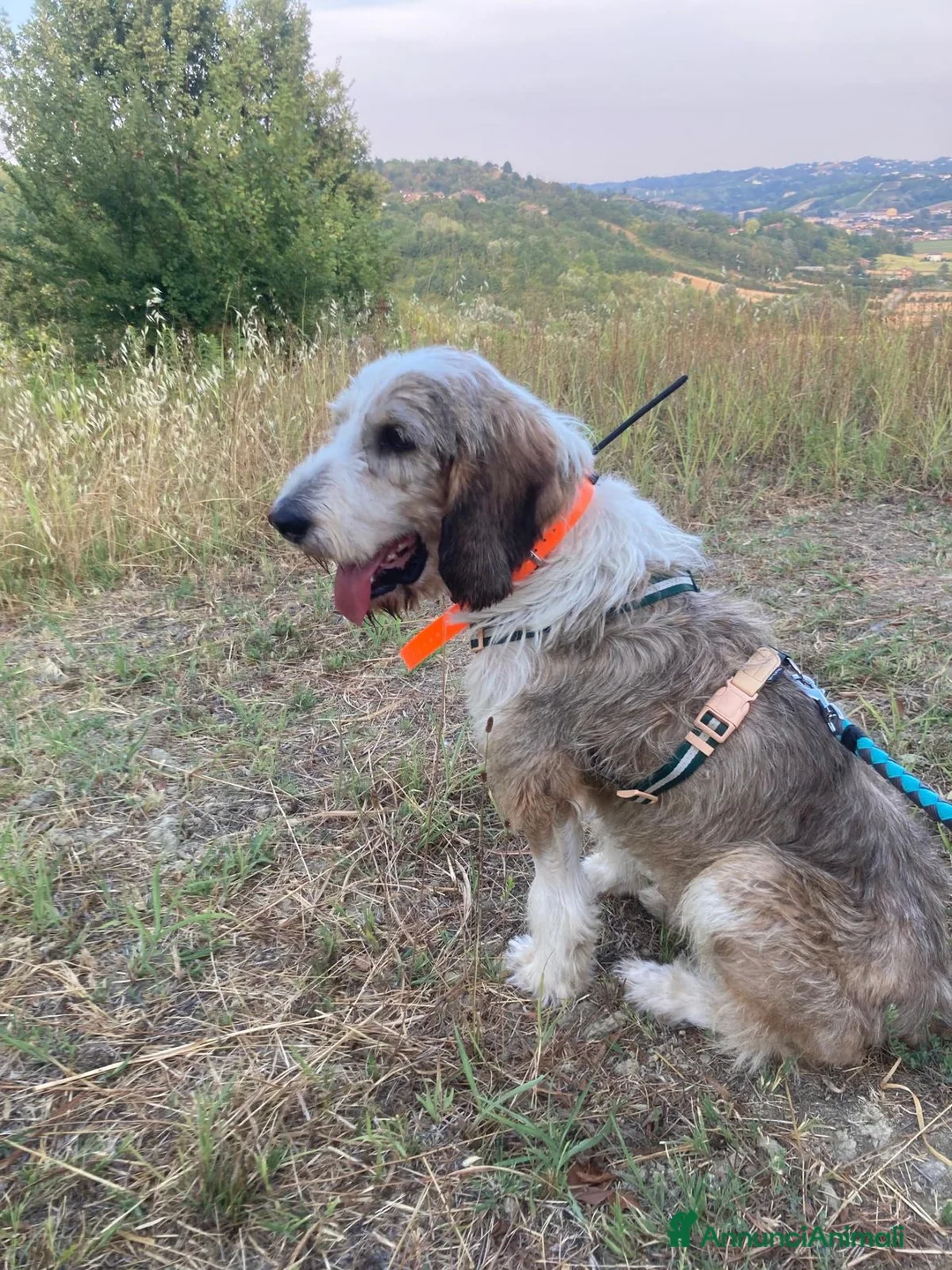 Meticcio cani in regalo: Oscar a Provincia di Asti - Annuncio 3