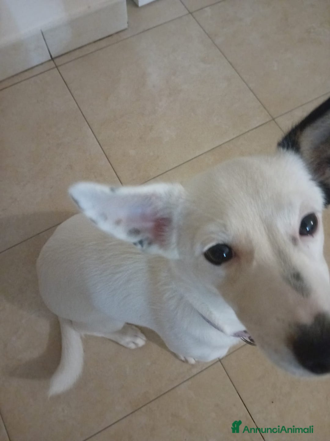 Meticcio cani in regalo: Alice taglia piccola, buona socievole affettuosa - Annuncio 2