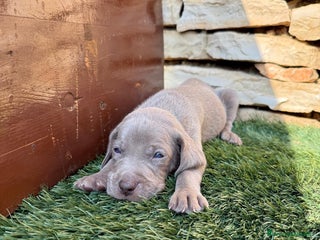 Weimaraner cani Cuccioli di weimaraner - Annuncio 4