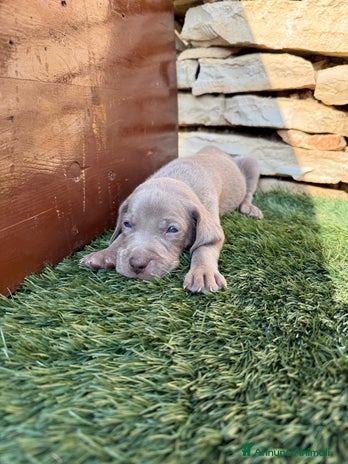 Weimaraner cani - Annuncio 1