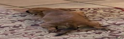Chihuahua cani in vendita: Ultime 3 meraviglie a pelo lungo  - Annuncio 10