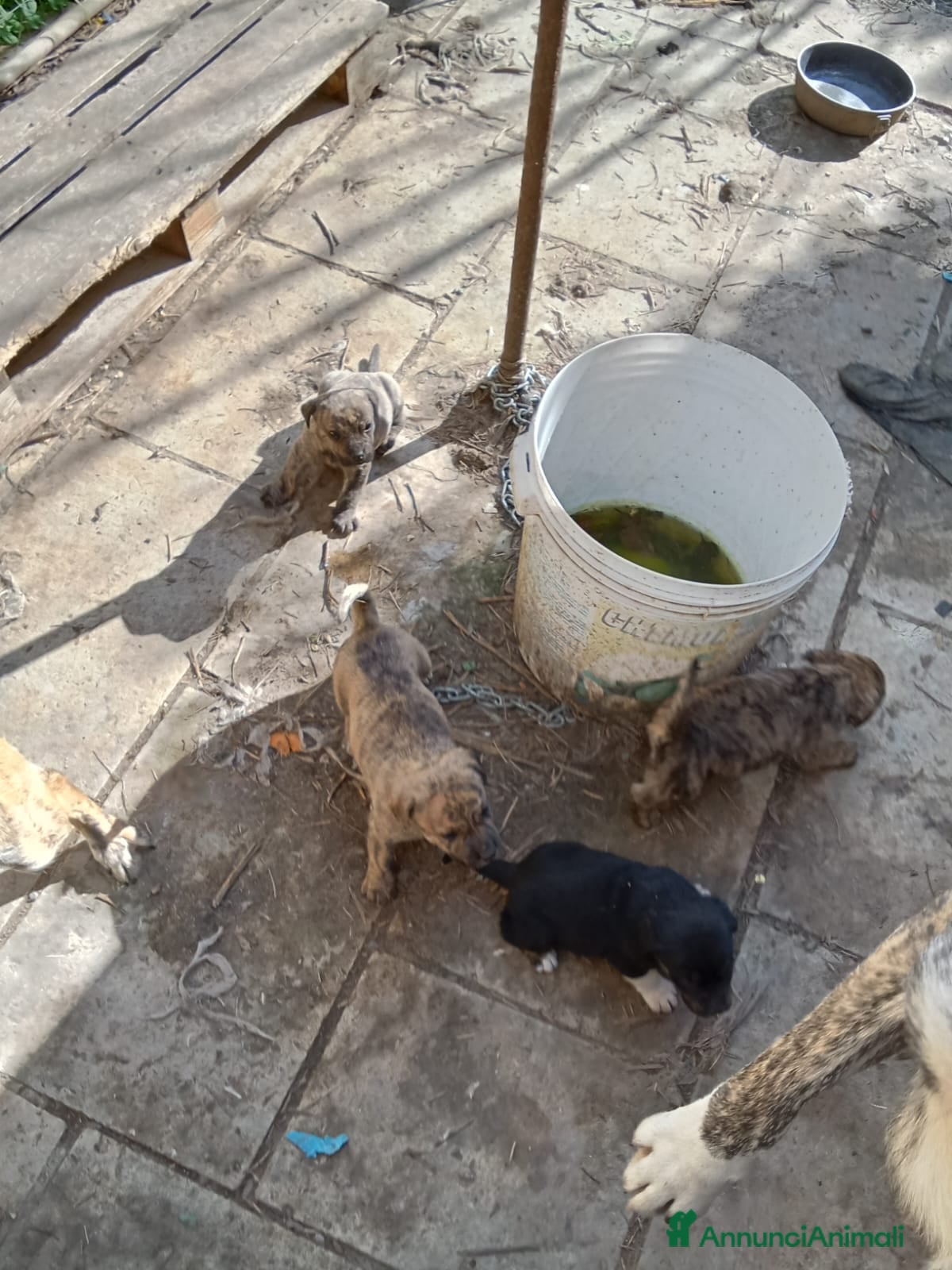 Meticcio cani Cuccioli simil labrador di 30 giorni in adozione, - Annuncio 1