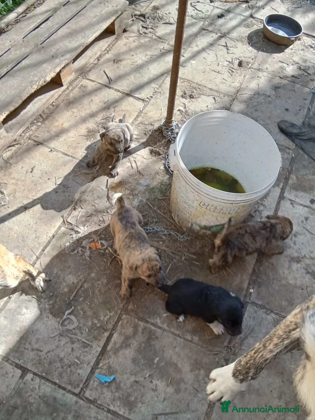 Meticcio cani in regalo: Cuccioli simil labrador di 30 giorni in adozione, - Annuncio 1