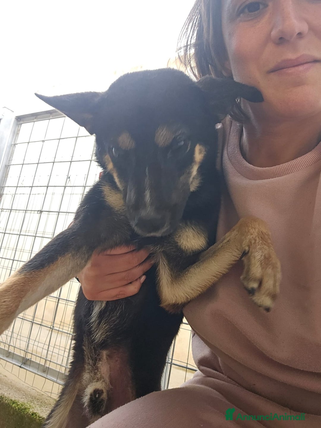 Meticcio cani in regalo: Nadir: lupetto taglia piccola socievole coccolone  - Annuncio 5