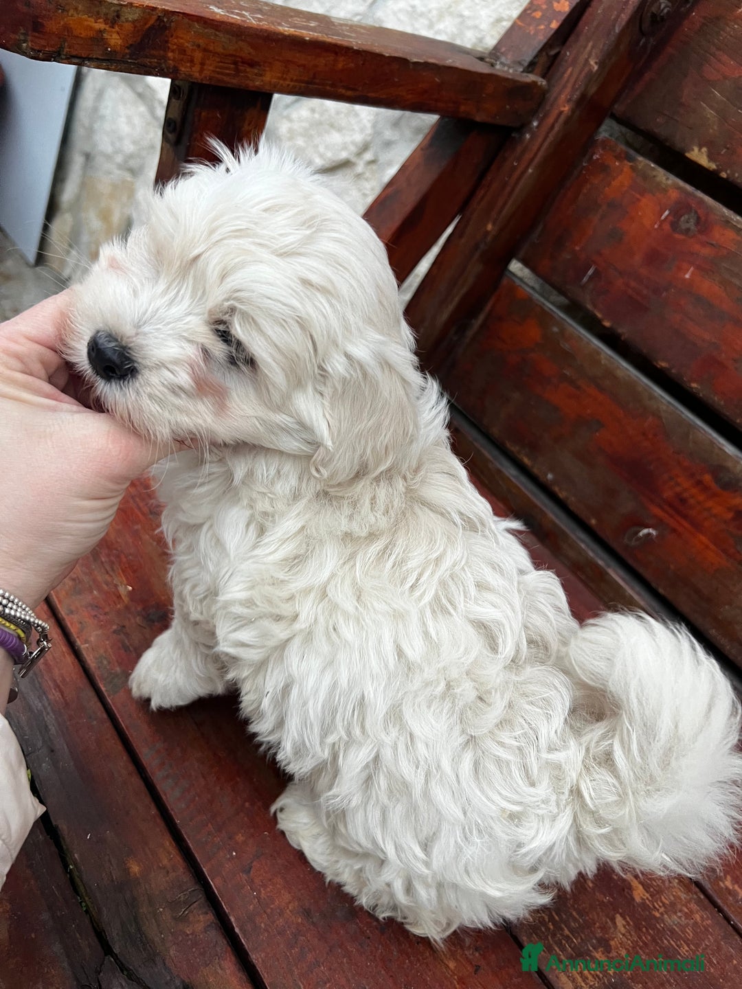 Meticcio cani in vendita: Maltipoo - Annuncio 3