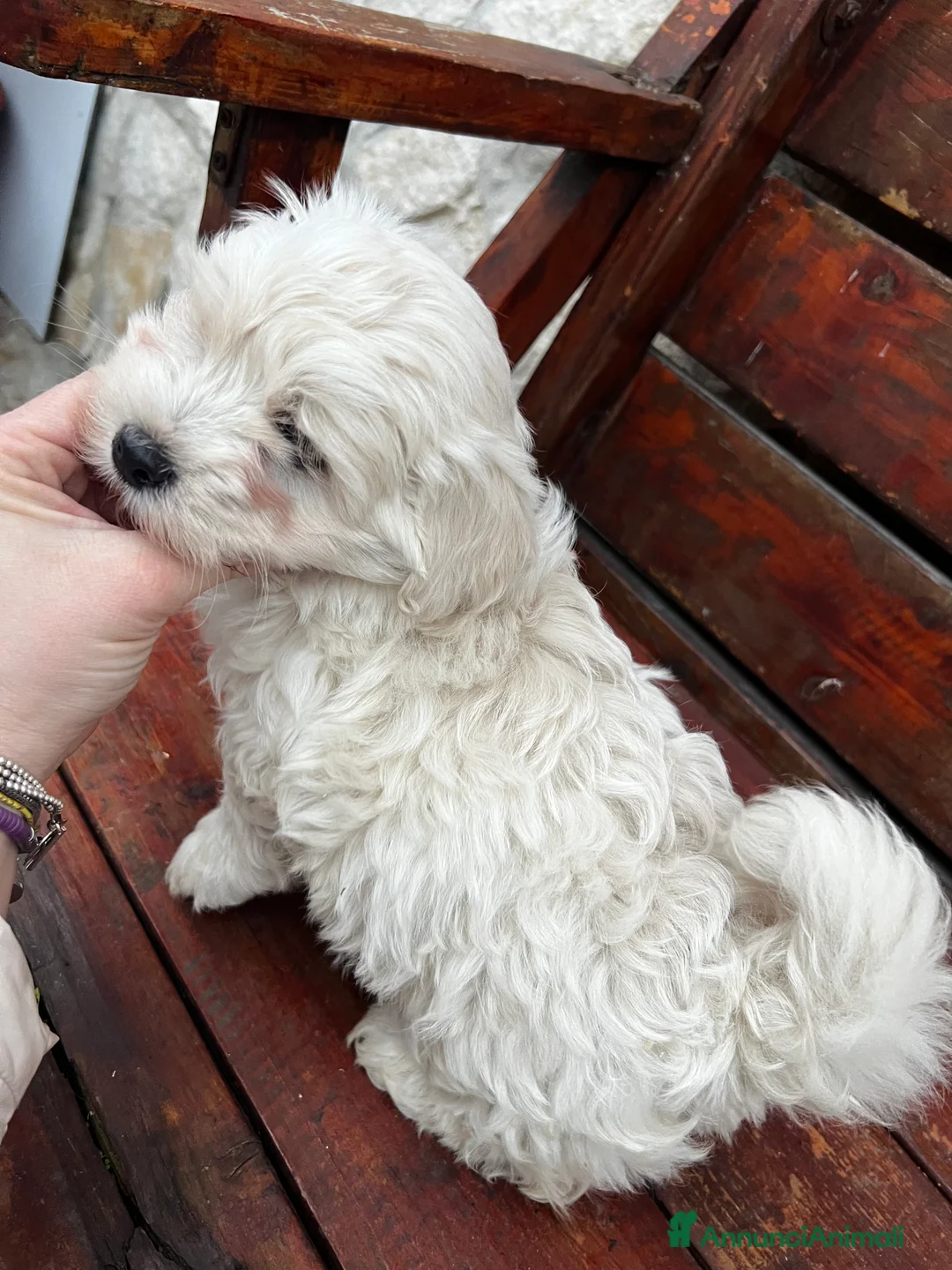 Meticcio cani in vendita: Maltipoo - Annuncio 3