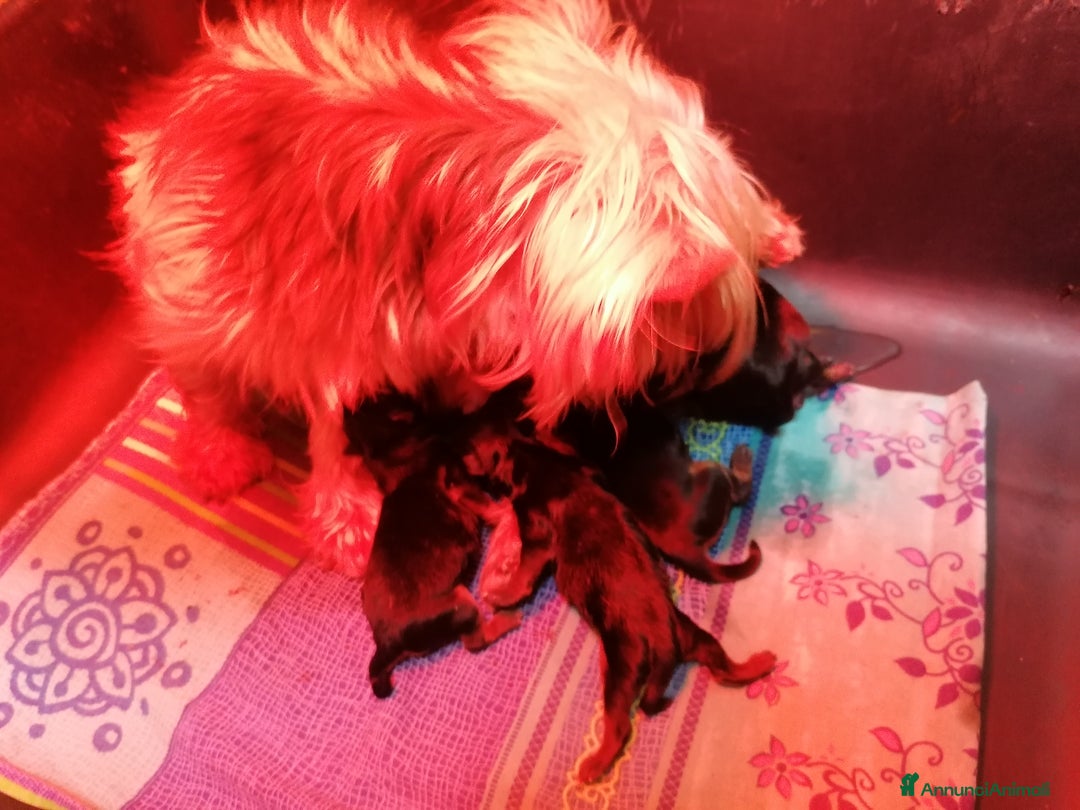 Yorkshire cani in vendita: Yorkshire Terrier cuccioli - Annuncio 6