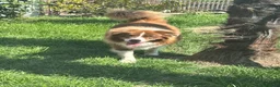 Border Collie cani in vendita: Border collie maschio - Annuncio 8
