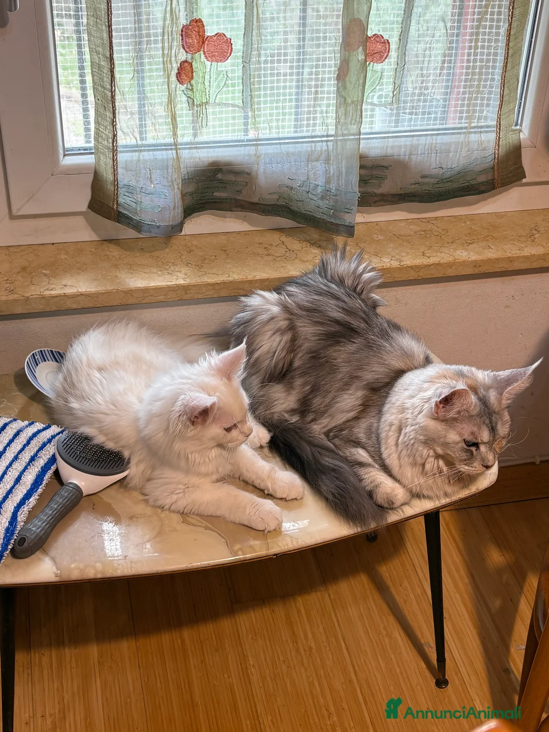 Maine Coon gatti in vendita: Splendido cucciolo di Maine Coon Red silver shaded a Provincia di Verona - Annuncio 2