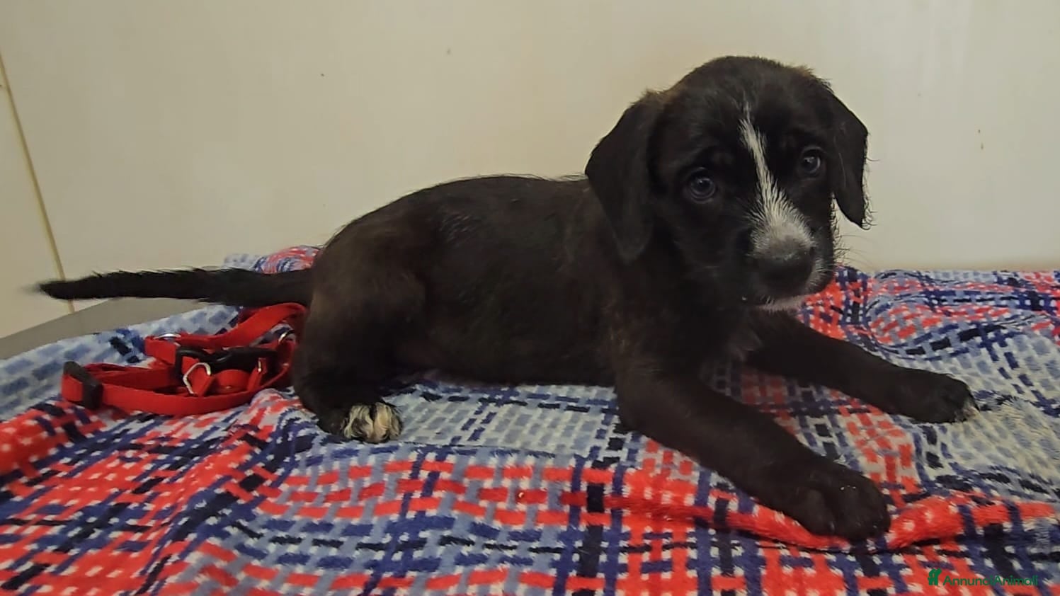 Meticcio cani Elenia 2 mesi taglia piccola  - Annuncio 4