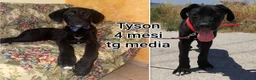 Meticcio cani in regalo: ADOTTA UN CUCCIOLO! a Provincia di Reggio Emilia - Annuncio 5