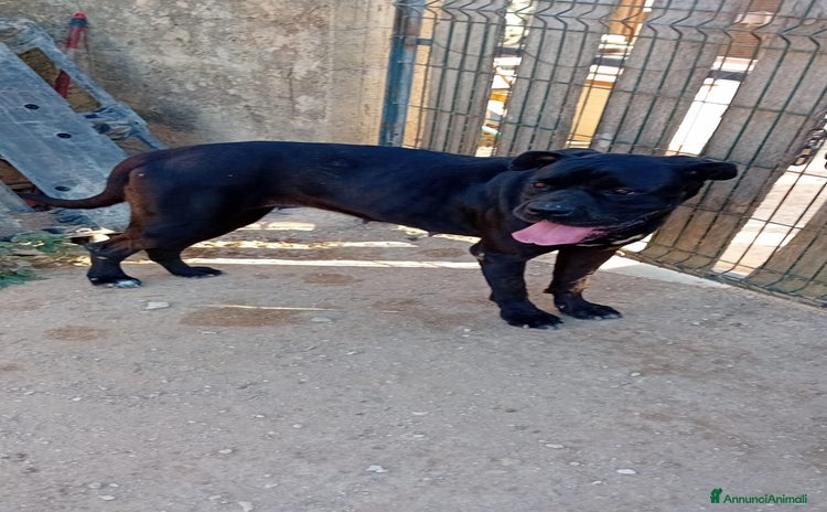 Altre razze cani - Annuncio 20