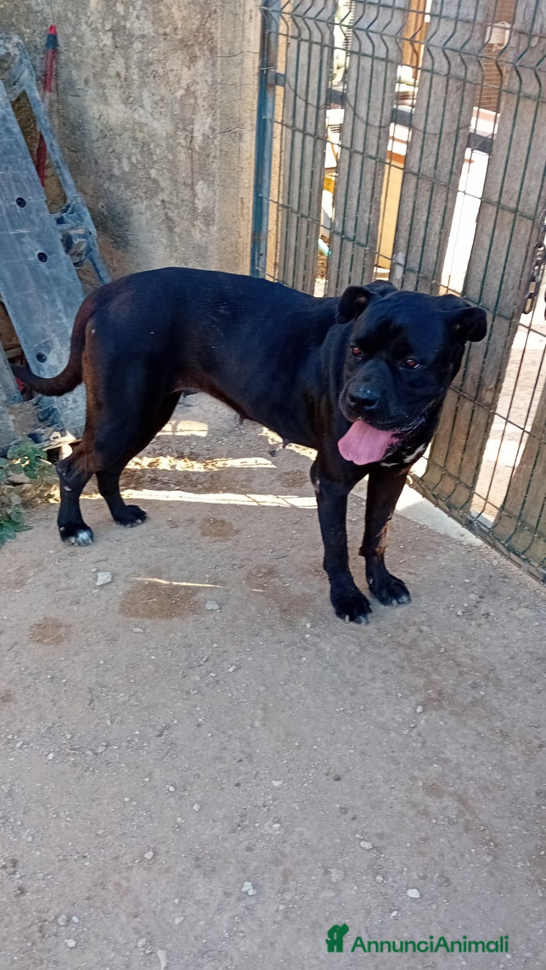 Altre razze cani in regalo: afry  - Annuncio 1