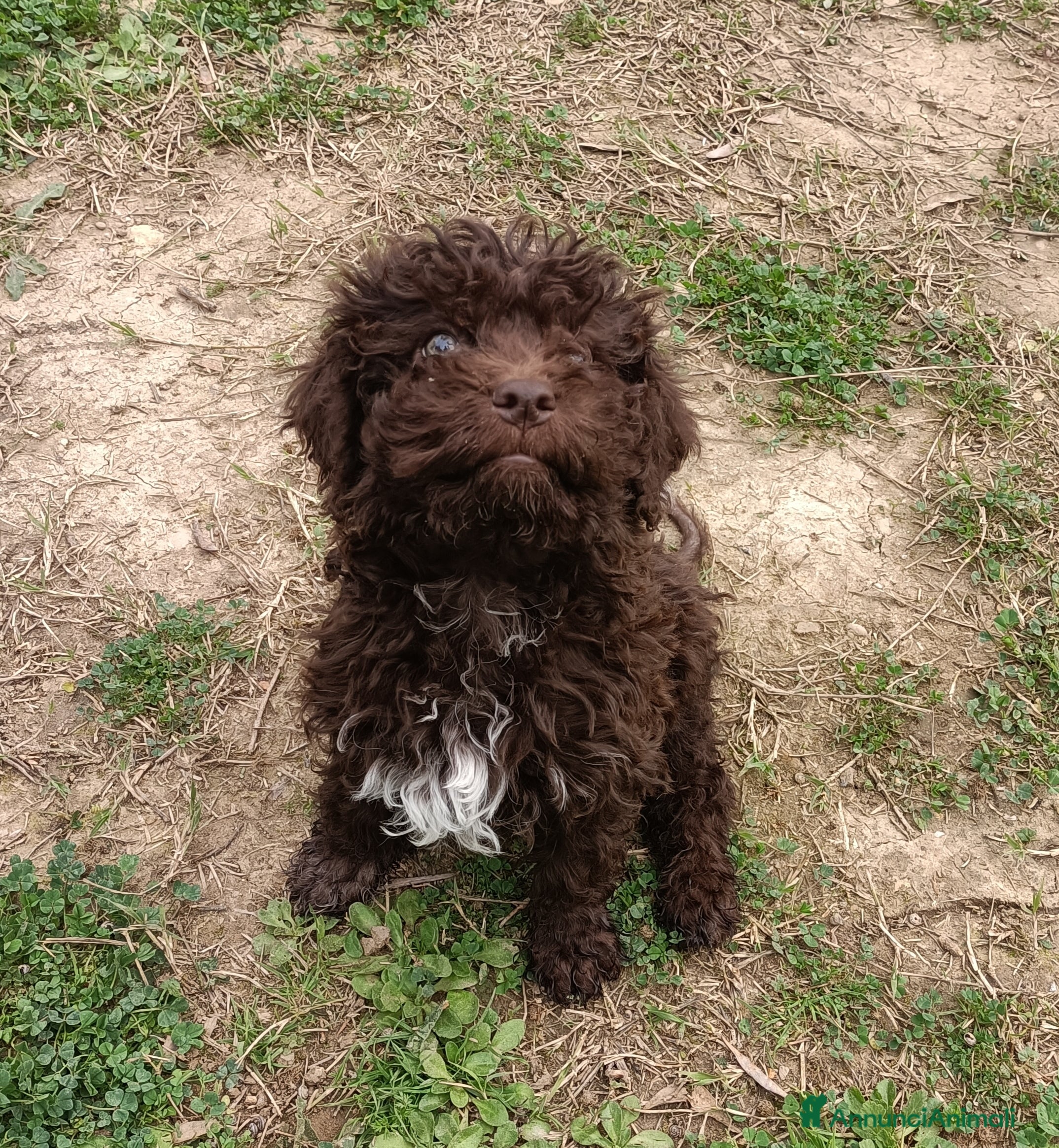 Lagotto cani Cucciolo di Lagotto Romagnolo con Pedigree Roi  - Annuncio 1