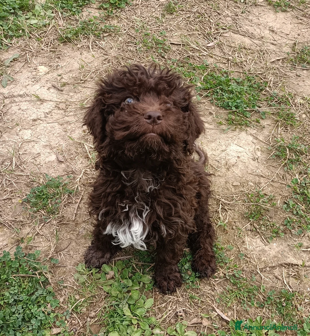 Lagotto cani in vendita: Cucciolo di Lagotto Romagnolo con Pedigree Roi  - Annuncio 1