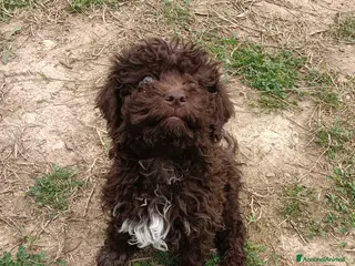 Lagotto cani Cucciolo di Lagotto Romagnolo con Pedigree Roi - Annuncio 1