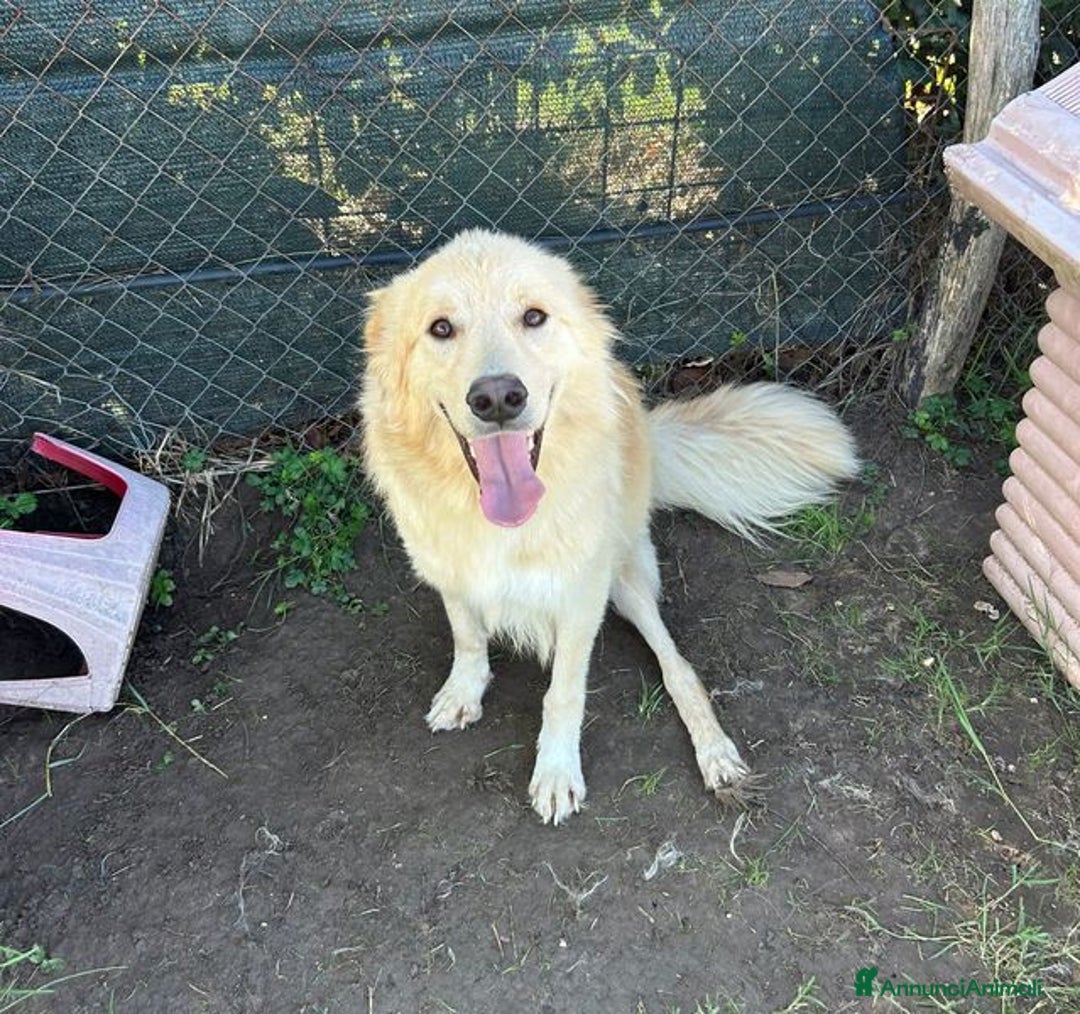 Golden Retriever cani in regalo: FLIPPER, adozione del cuore - Annuncio 8