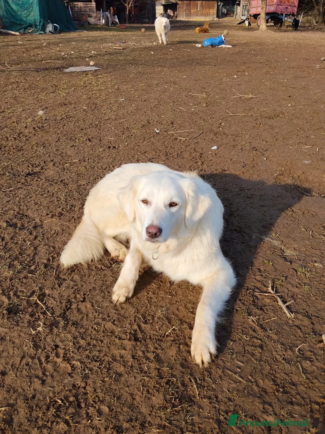 Meticcio cani in regalo: Emma  - Annuncio 3