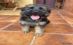 Pastore Tedesco cani in vendita: Cuccioli di pastore tedesco a Provincia di Brindisi - Immagine 16