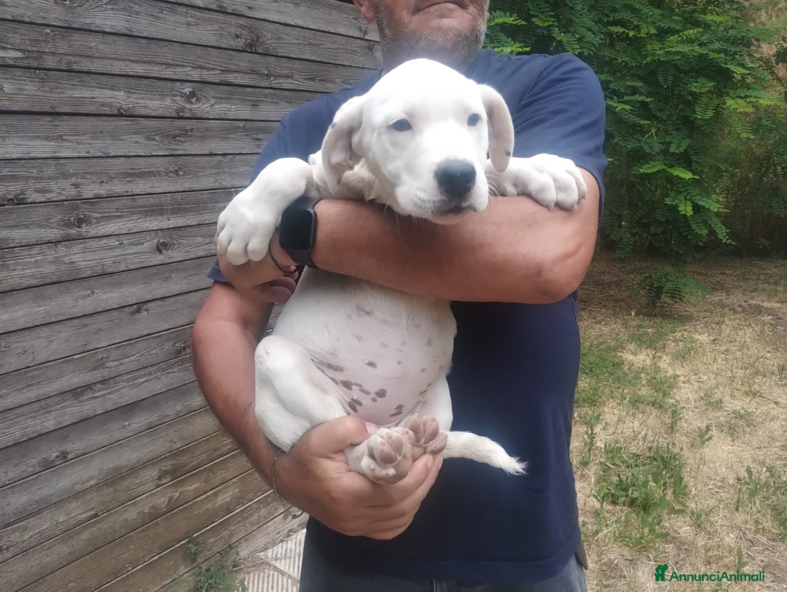 Dogo Argentino cani in regalo: Cucciola mix dogo argentino 2,5 mesi - Annuncio 4