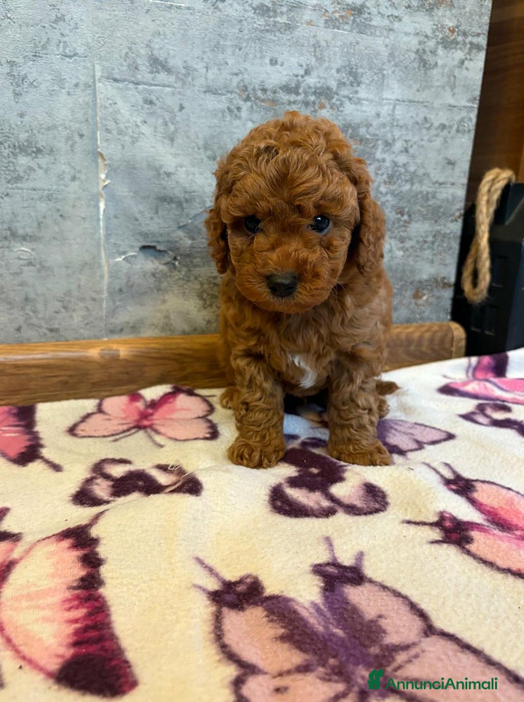 Cockapoo cani in vendita: Cuccioli di Cockapoo F2b disponibili - Annuncio 27