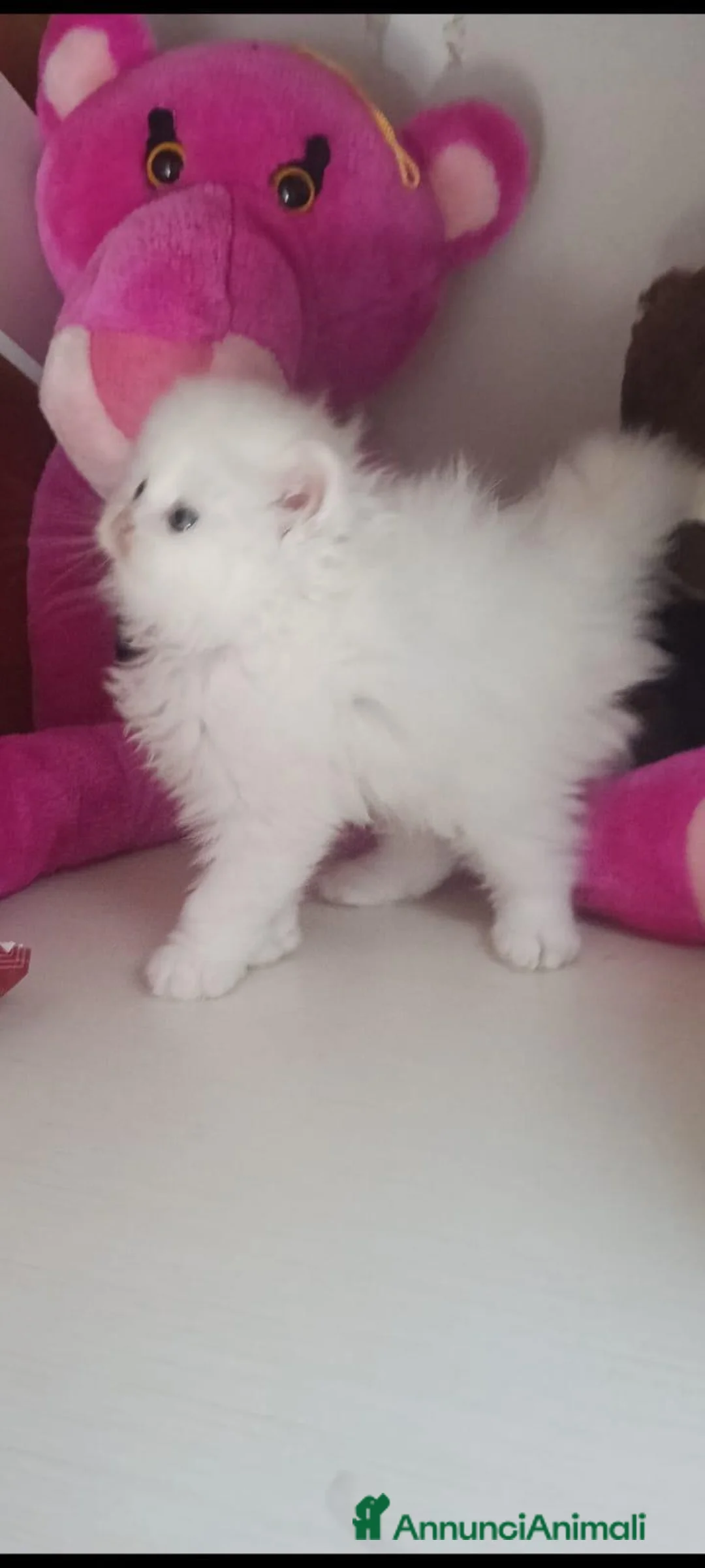 Persiano gatti in vendita: Gatti persiani normotipo  - Annuncio 4
